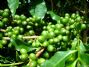 pure green coffee bean extract